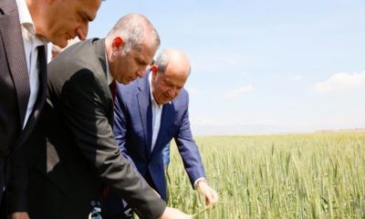 Cumhurbaşkanı Ersin Tatar, 17. Tahıl Çeşidi Adaptasyon Deneme Parselleri Projesi tanıtım etkinliğine katıldı.